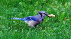 Bird, nature, bluejay — Jak se snadno registrovat na online kasinu CZ