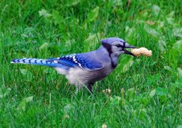Bird, nature, bluejay — Jak se snadno registrovat na online kasinu CZ