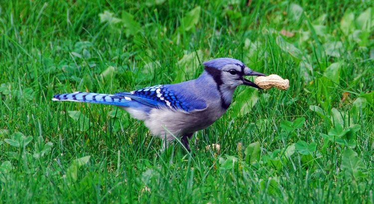 Bird, nature, bluejay — Jak se snadno registrovat na online kasinu CZ