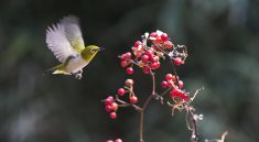 New, chickadee, fruit — Mostbet Şikayət Göndərdikdən Sonra Mərhələlər: Problemlərin Həlli Üçün İpuçları