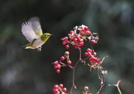 New, chickadee, fruit — Mostbet Şikayət Göndərdikdən Sonra Mərhələlər: Problemlərin Həlli Üçün İpuçları