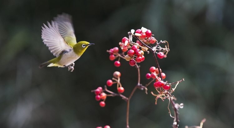 New, chickadee, fruit — Mostbet Şikayət Göndərdikdən Sonra Mərhələlər: Problemlərin Həlli Üçün İpuçları