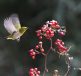 New, chickadee, fruit — Mostbet Şikayət Göndərdikdən Sonra Mərhələlər: Problemlərin Həlli Üçün İpuçları