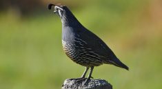 Californian quail, nature, new zealand — Podrobný průvodce k uplatnění 30 volných roztočení na Mostbet