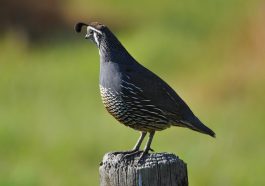 Californian quail, nature, new zealand — Podrobný průvodce k uplatnění 30 volných roztočení na Mostbet